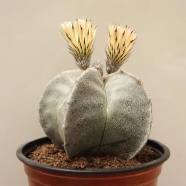 Astrophytum miriostigma